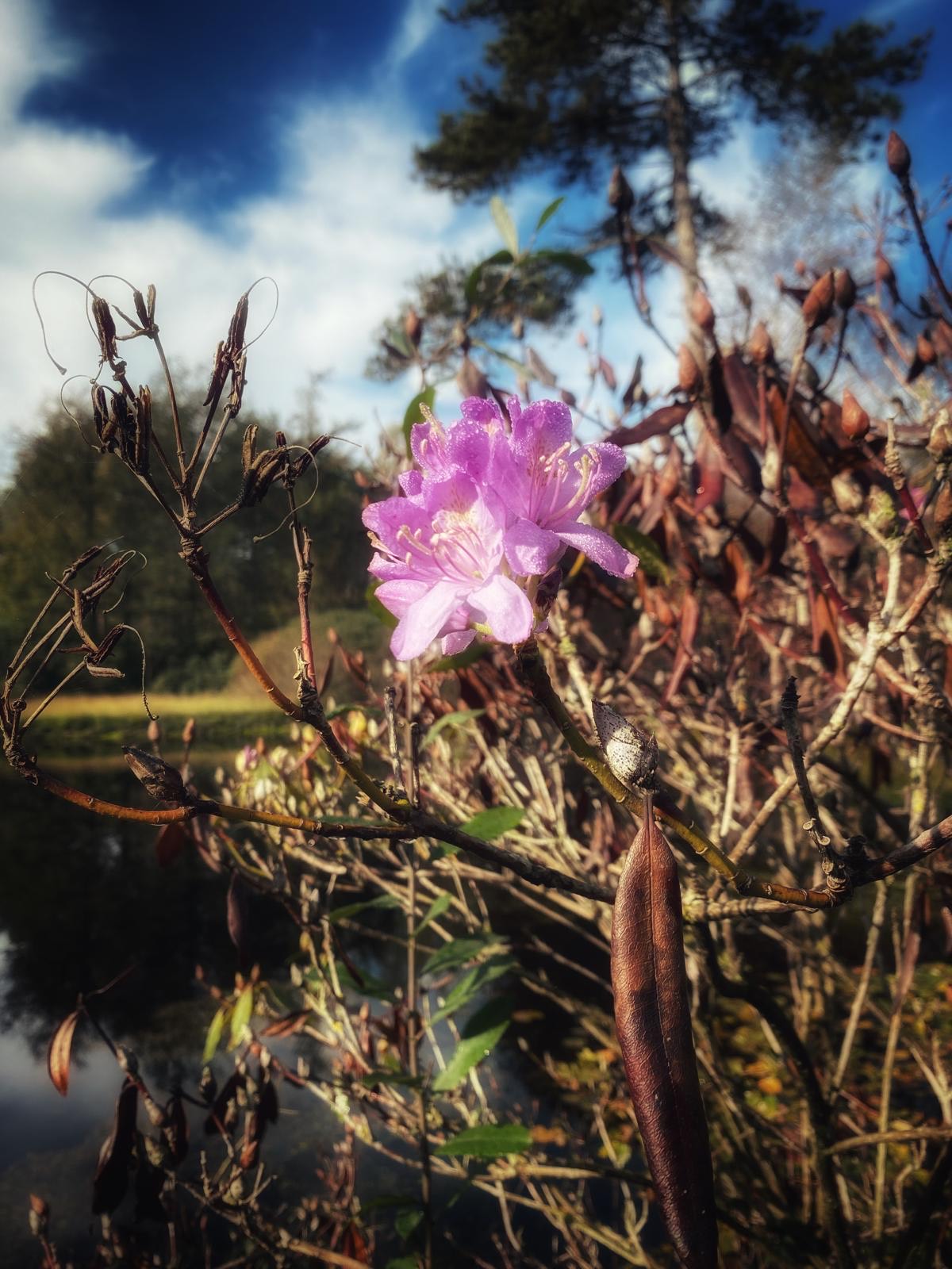 Zen.nl, Zen, meditatie, leren mediteren, foto, sesshin, wedstrijd, schoonheid, vergankelijkheid